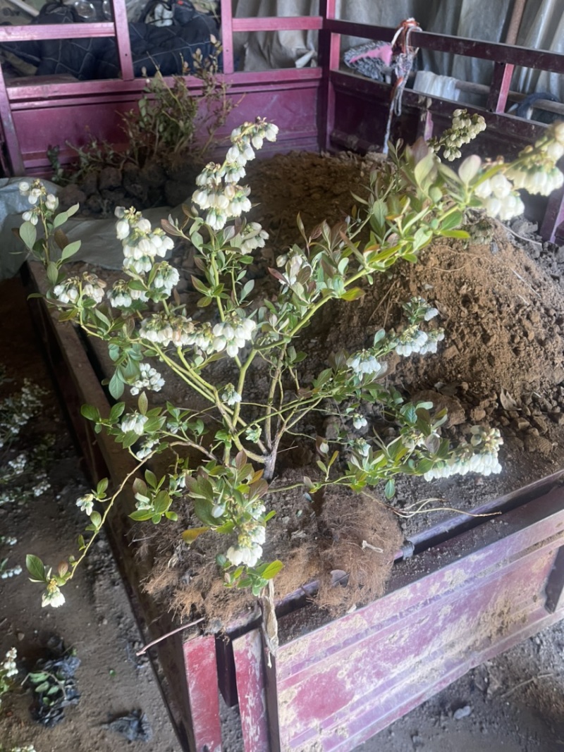 L11蓝莓盆栽，带土球发货、个头大产量高口感甜