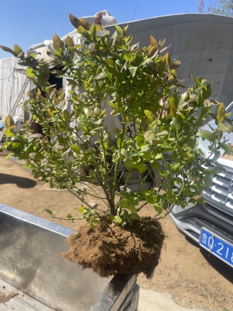 L11蓝莓盆栽，带土球发货、个头大产量高口感甜