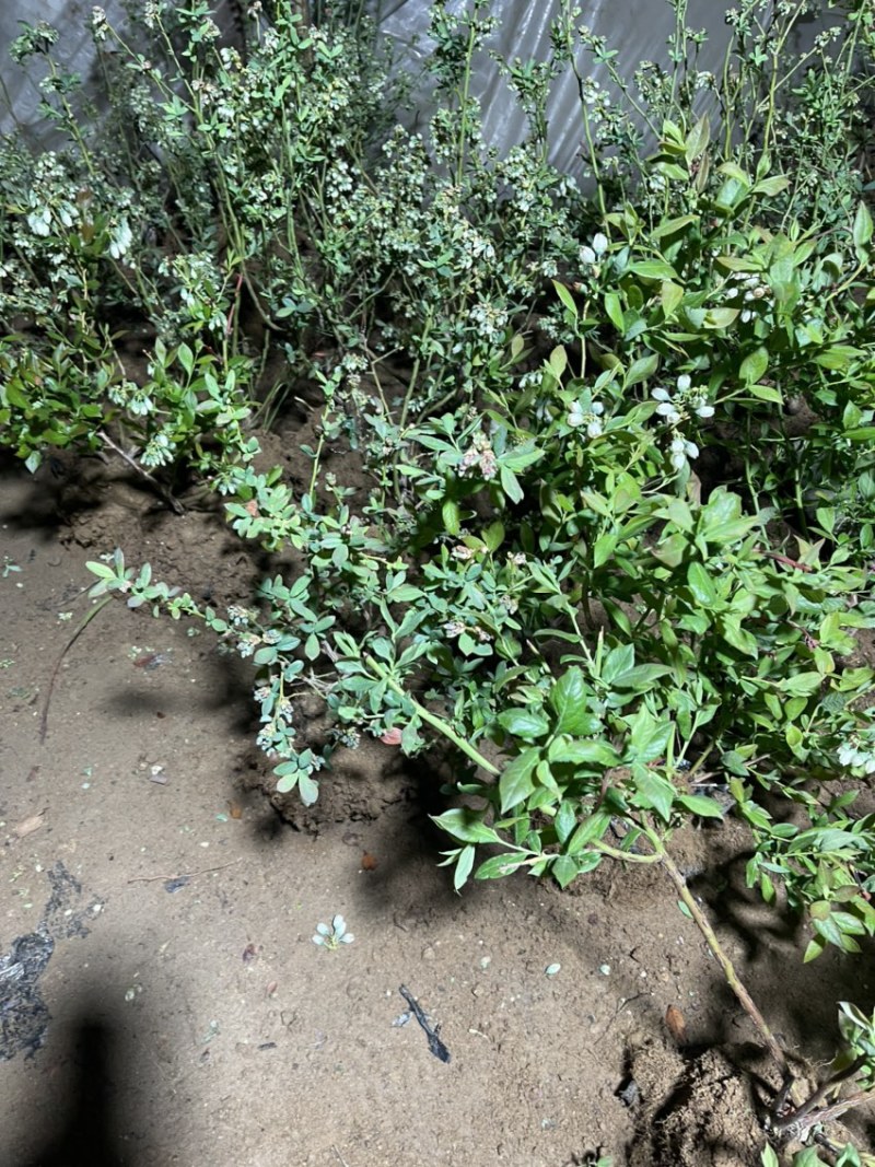 L11蓝莓盆栽，带土球发货、个头大产量高口感甜