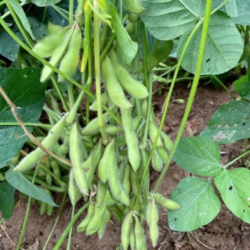 浙鲜豆2013毛豆种子株型收敛有限结荚习性口感香甜柔糯