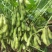 浙鲜豆2013毛豆种子株型收敛有限结荚习性口感香甜柔糯