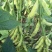 浙鲜豆2013毛豆种子株型收敛有限结荚习性口感香甜柔糯