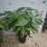 高端发财树小盆栽水培植物办公室内桌面绿植客厅T招财摆件四季常