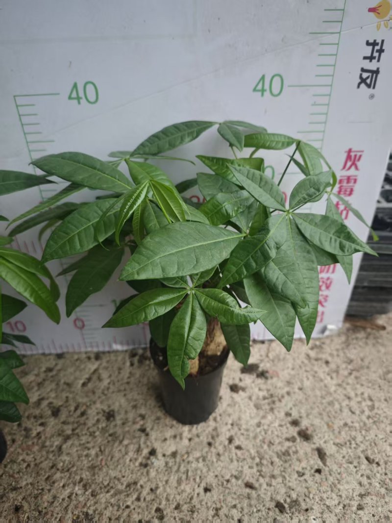 高端发财树小盆栽水培植物办公室内桌面绿植客厅T招财摆件四季常