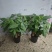 高端发财树小盆栽水培植物办公室内桌面绿植客厅T招财摆件四季常