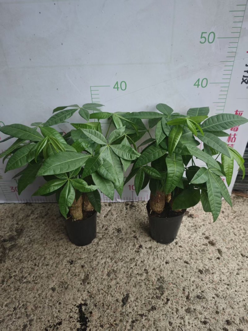 高端发财树小盆栽水培植物办公室内桌面绿植客厅T招财摆件四季常
