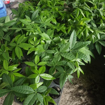 高端发财树小盆栽水培植物办公室内桌面绿植客厅T招财摆件四季常
