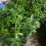 高端发财树小盆栽水培植物办公室内桌面绿植客厅T招财摆件四季常