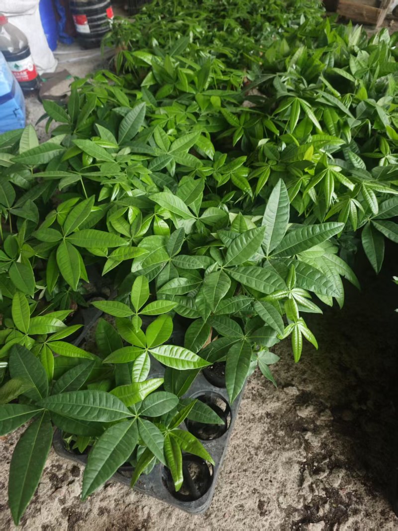 高端发财树小盆栽水培植物办公室内桌面绿植客厅T招财摆件四季常