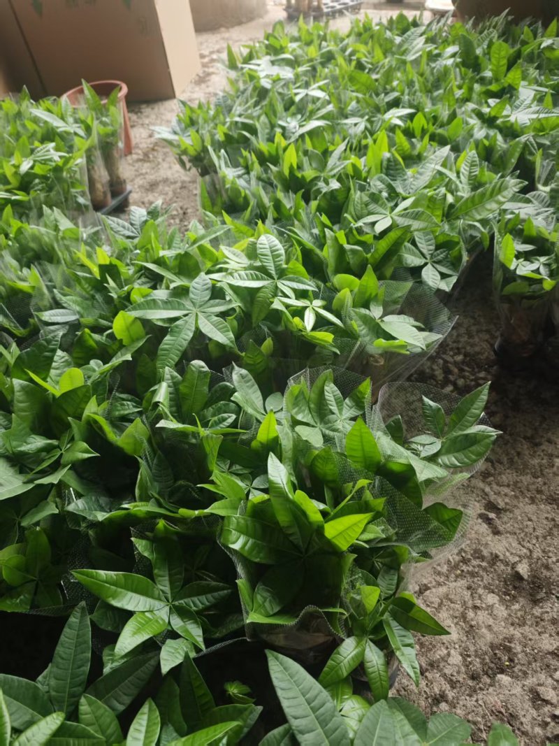 高端发财树小盆栽水培植物办公室内桌面绿植客厅T招财摆件四季常