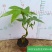高端发财树小盆栽水培植物办公室内桌面绿植客厅T招财摆件四季常
