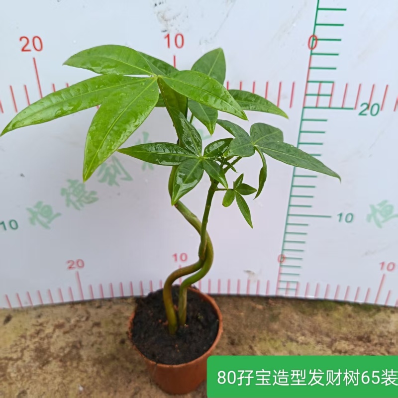 高端发财树小盆栽水培植物办公室内桌面绿植客厅T招财摆件四季常