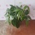 高端发财树小盆栽水培植物办公室内桌面绿植客厅T招财摆件四季常