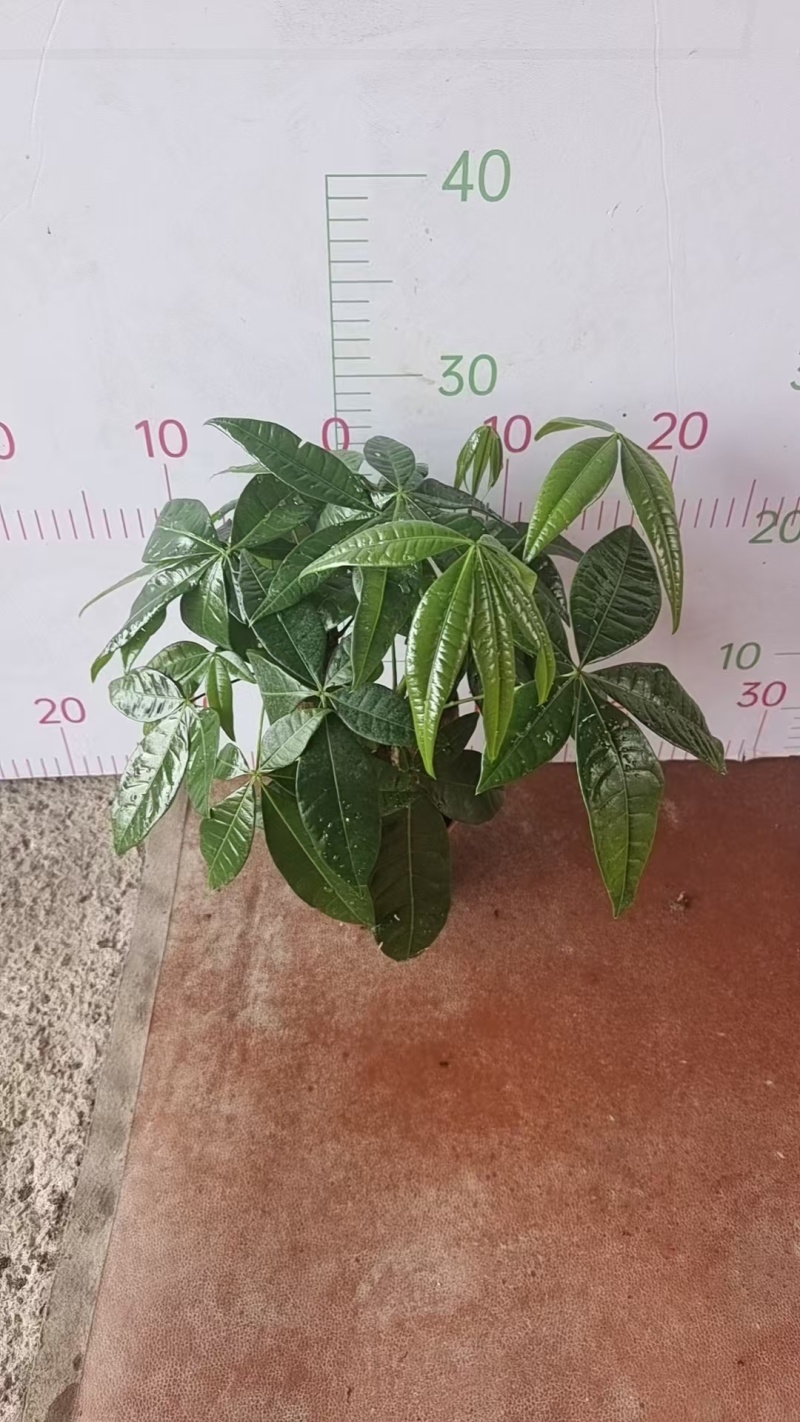 高端发财树小盆栽水培植物办公室内桌面绿植客厅T招财摆件四季常