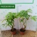 高端发财树小盆栽水培植物办公室内桌面绿植客厅T招财摆件四季常