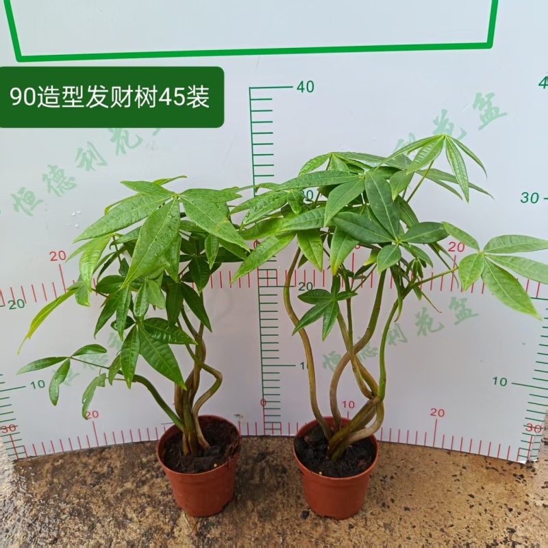 高端发财树小盆栽水培植物办公室内桌面绿植客厅T招财摆件四季常