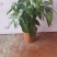 高端发财树小盆栽水培植物办公室内桌面绿植客厅T招财摆件四季常