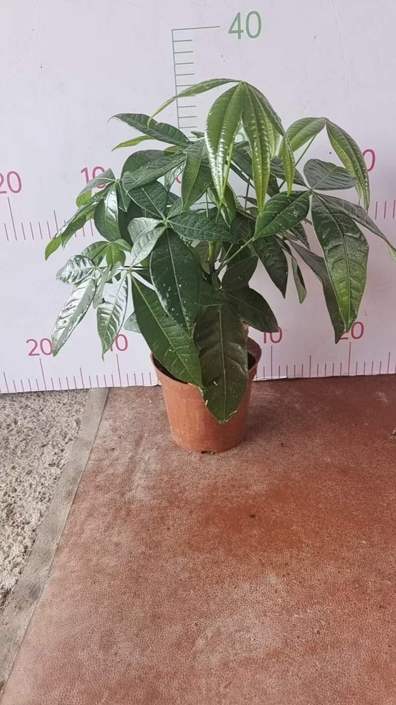 高端发财树小盆栽水培植物办公室内桌面绿植客厅T招财摆件四季常