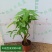 高端发财树小盆栽水培植物办公室内桌面绿植客厅T招财摆件四季常