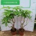 高端发财树小盆栽水培植物办公室内桌面绿植客厅T招财摆件四季常