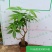 高端发财树小盆栽水培植物办公室内桌面绿植客厅T招财摆件四季常