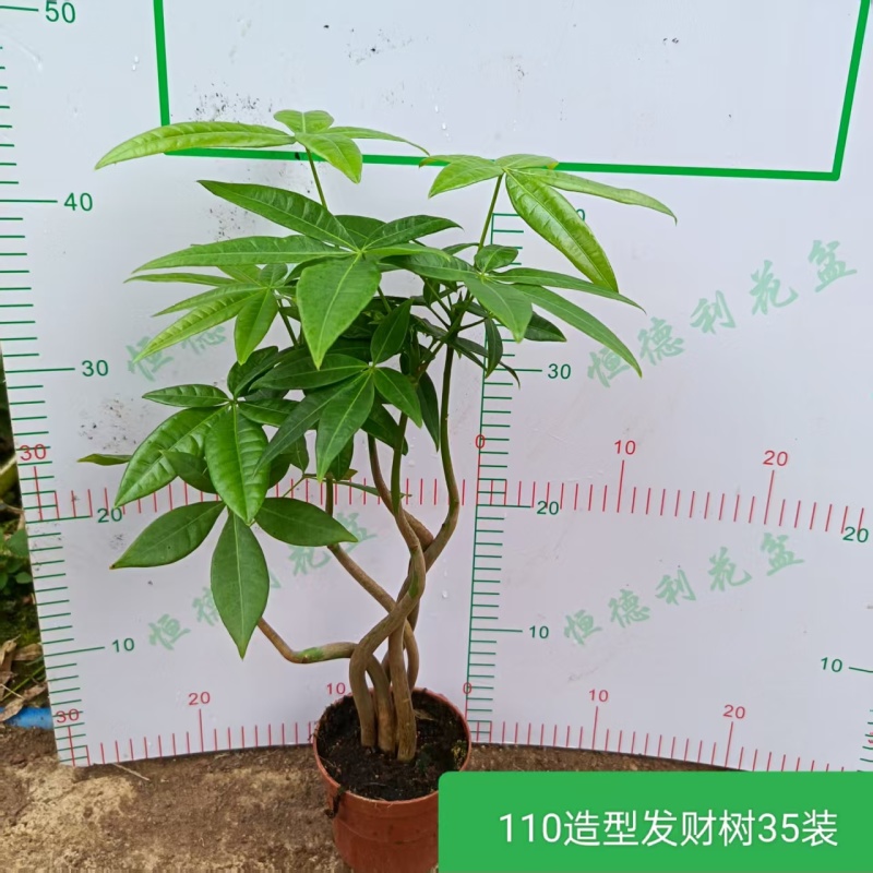 高端发财树小盆栽水培植物办公室内桌面绿植客厅T招财摆件四季常