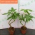 高端发财树小盆栽水培植物办公室内桌面绿植客厅T招财摆件四季常
