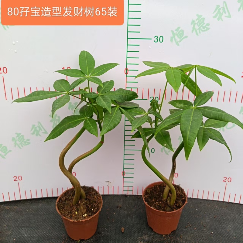 高端发财树小盆栽水培植物办公室内桌面绿植客厅T招财摆件四季常