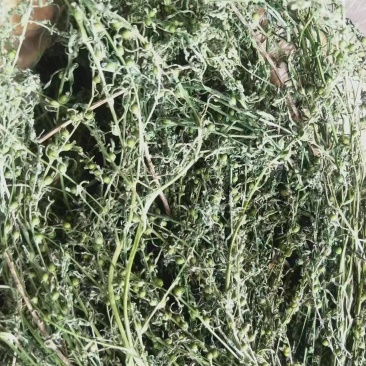 百蕊草麦黄草山区独产自然晒干颜色绿无硫化