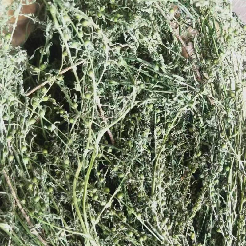 百蕊草麦黄草山区独产自然晒干颜色绿无硫化