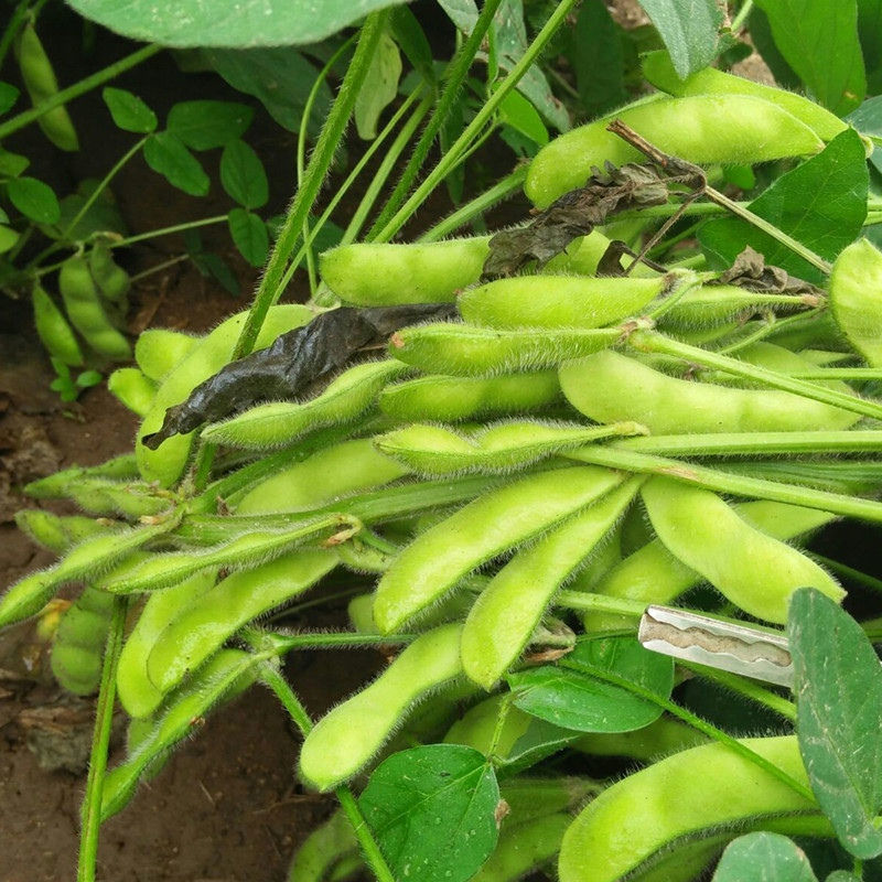 淮鲜豆11毛豆种子中熟大青毛豆高产大豆南北方春夏四季蔬菜