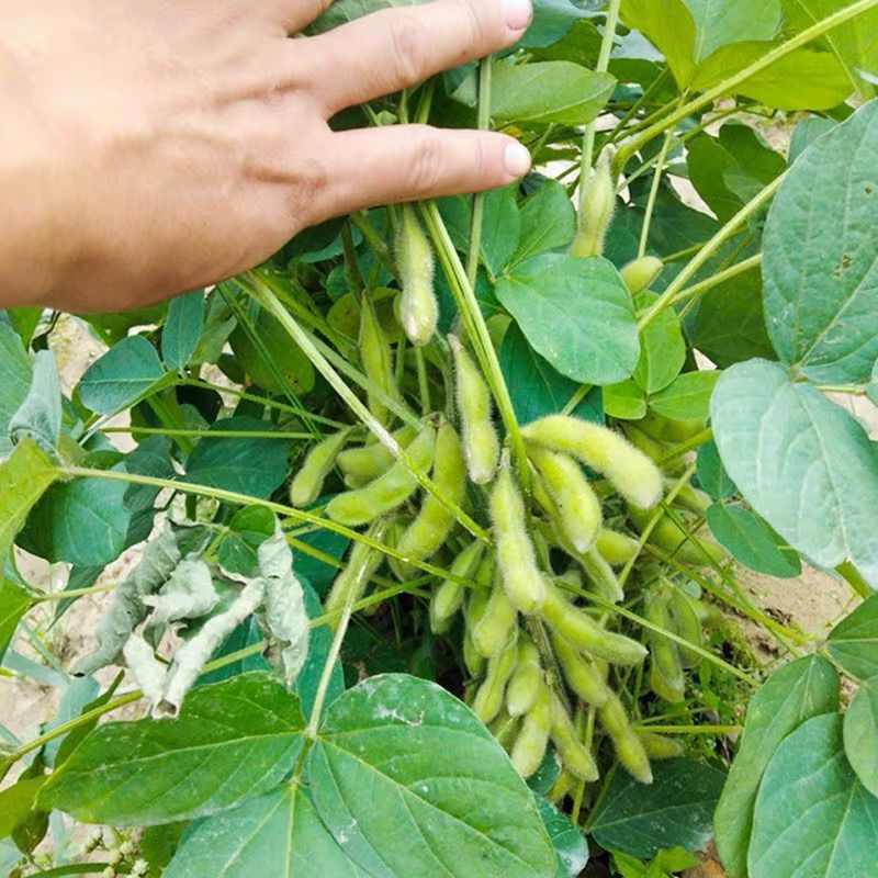 淮鲜豆11毛豆种子中熟大青毛豆高产大豆南北方春夏四季蔬菜