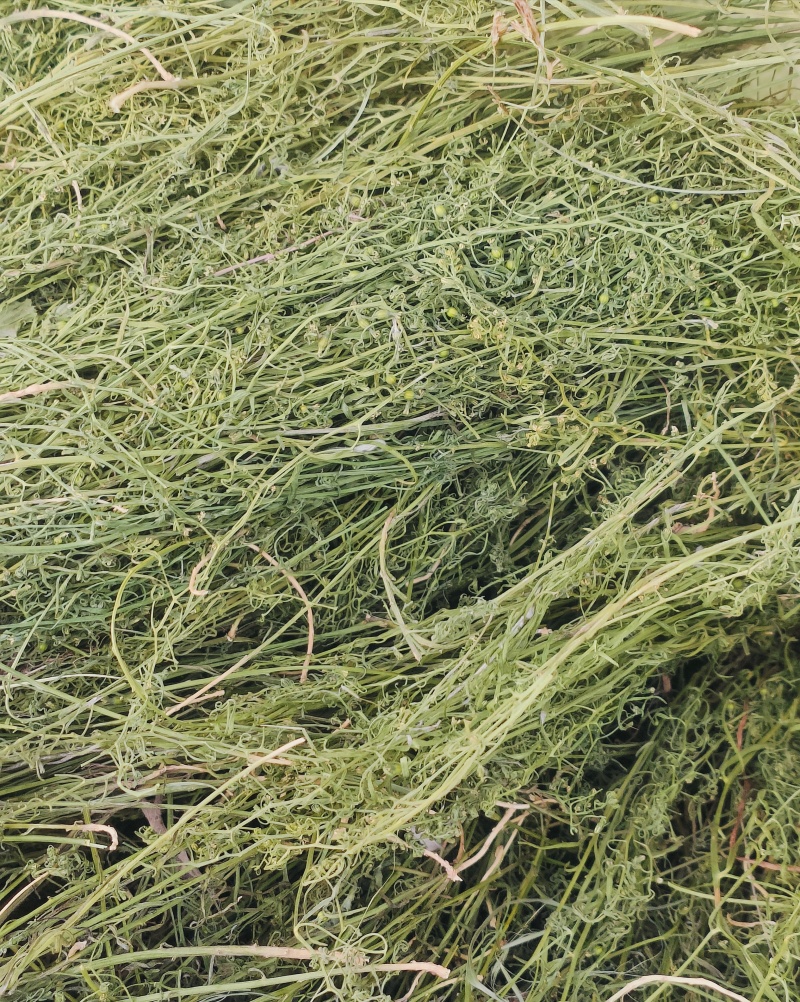 百蕊草麦黄草山区独产自然晒干颜色绿无硫化