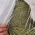 百蕊草麦黄草山区独产自然晒干颜色绿无硫化