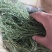 百蕊草麦黄草山区独产自然晒干颜色绿无硫化