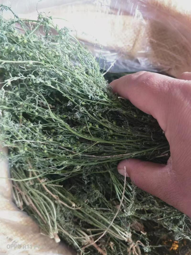 百蕊草麦黄草山区独产自然晒干颜色绿无硫化