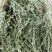 百蕊草麦黄草山区独产自然晒干颜色绿无硫化
