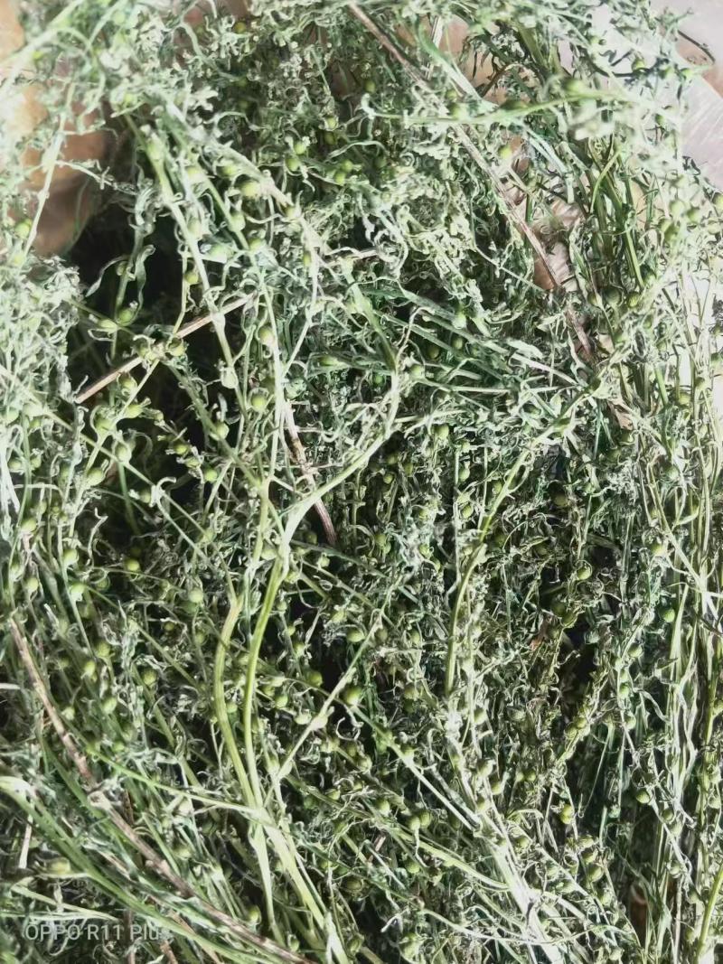 百蕊草麦黄草山区独产自然晒干颜色绿无硫化