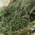 百蕊草麦黄草山区独产自然晒干颜色绿无硫化