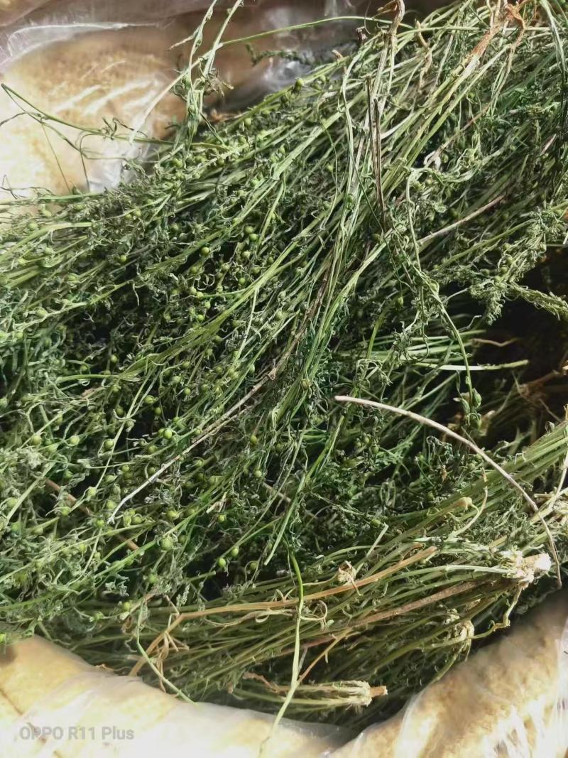 百蕊草麦黄草山区独产自然晒干颜色绿无硫化
