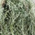 百蕊草麦黄草山区独产自然晒干颜色绿无硫化