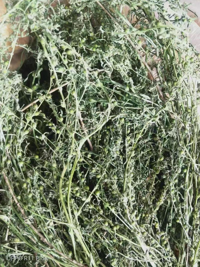 百蕊草麦黄草山区独产自然晒干颜色绿无硫化
