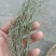百蕊草麦黄草山区独产自然晒干颜色绿无硫化