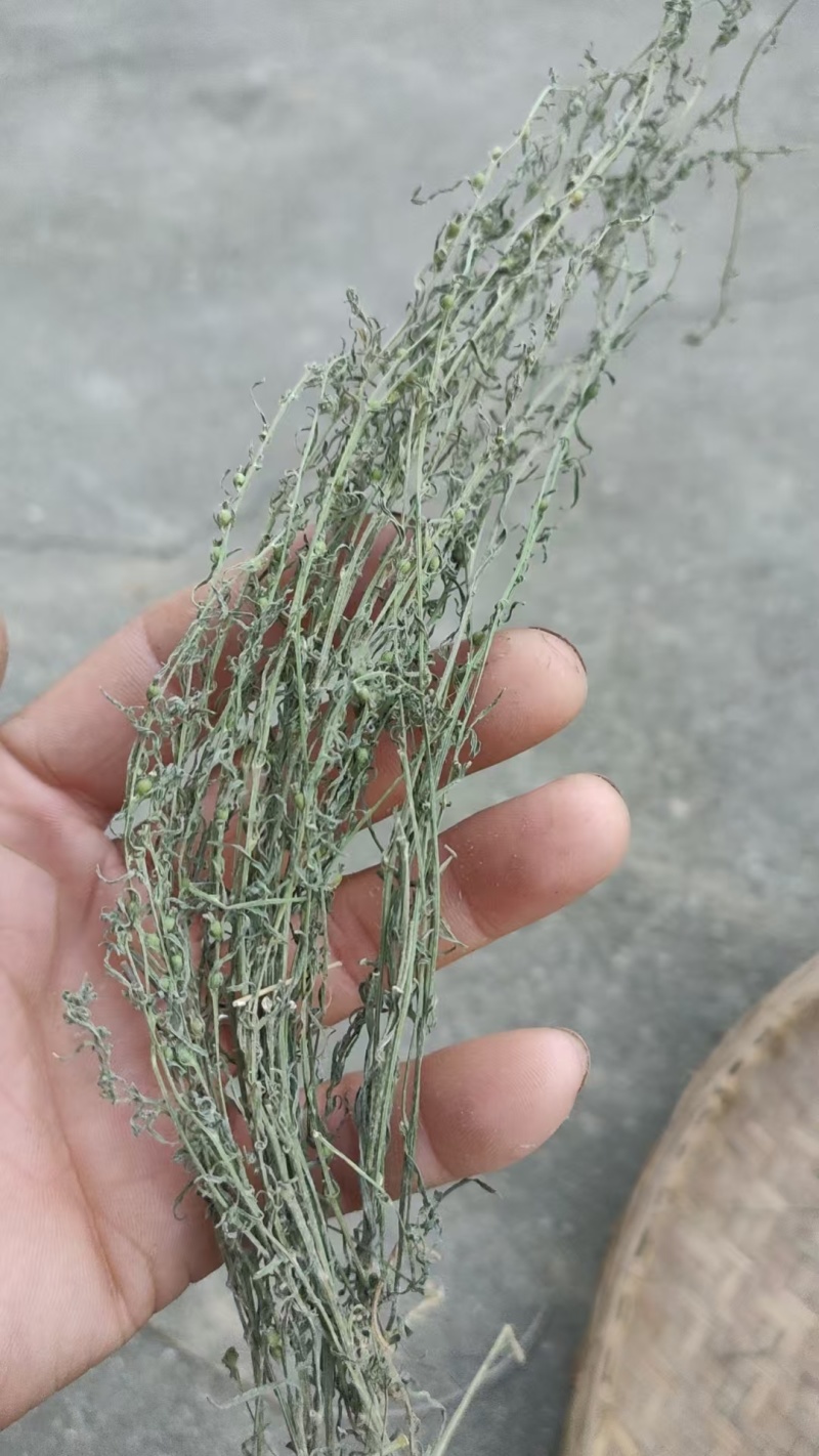 百蕊草麦黄草山区独产自然晒干颜色绿无硫化