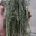 百蕊草麦黄草山区独产自然晒干颜色绿无硫化