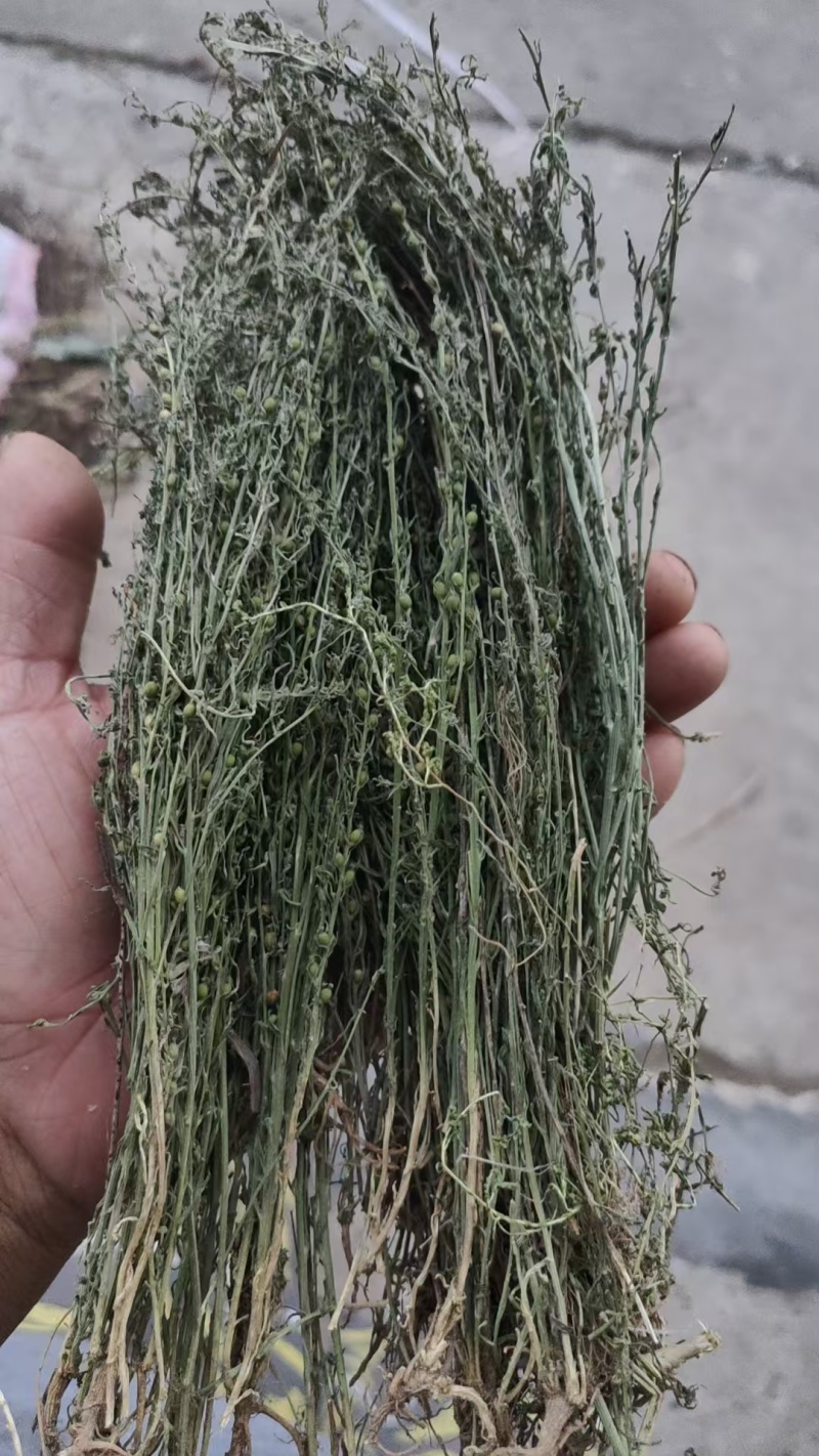 百蕊草麦黄草山区独产自然晒干颜色绿无硫化