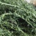 百蕊草麦黄草山区独产自然晒干颜色绿无硫化
