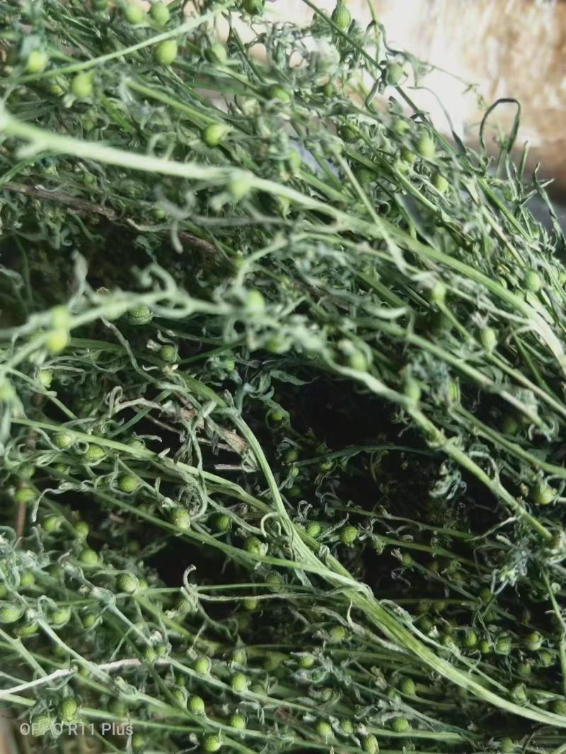 百蕊草麦黄草山区独产自然晒干颜色绿无硫化