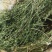 百蕊草麦黄草山区独产自然晒干颜色绿无硫化