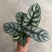 白犀牛海芋盆栽稀有热带植物室内绿植客厅桌面阳台小盆景高质感
